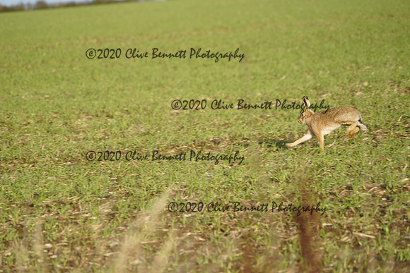 _CAB0767