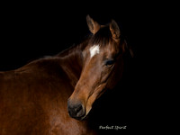 _CB_2499Spirit16x12S