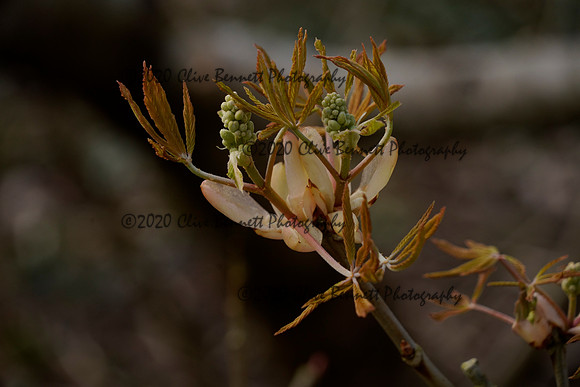 _CAB1418