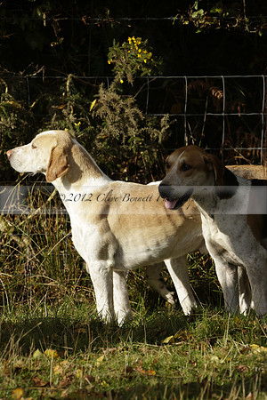 Devon & Somerset StagHounds meet at Five Cross Ways on Thursday 17 October 2013. 2013.10.17 www.polopictures.co.uk