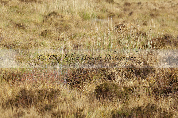Devon & Somerset Staghounds meet at Larkbarrow Corner. North Devon. 2013.10.18 www.polopictures.co.uk