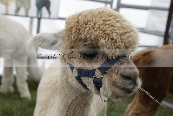 The Alresford Agricultural Show Tichbourne on Saturday 2013.09.07 www.polopictures.co.uk