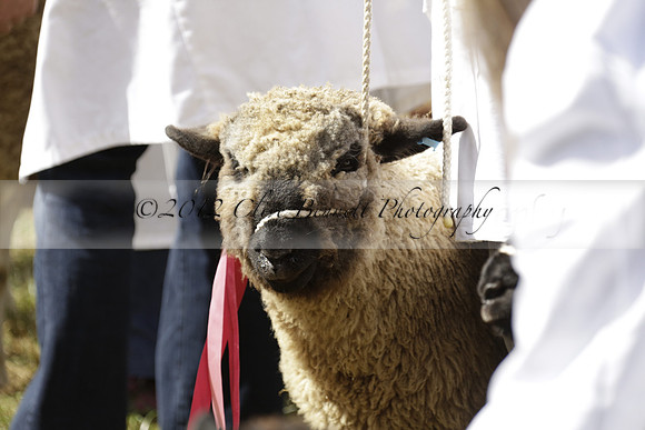 The Alresford Agricultural Show Tichbourne on Saturday 2013.09.07 www.polopictures.co.uk