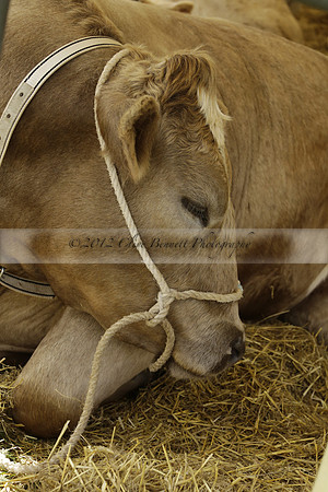 The Alresford Agricultural Show Tichbourne on Saturday 2013.09.07 www.polopictures.co.uk