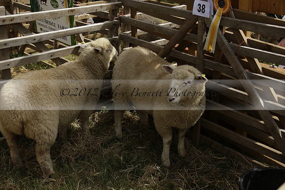 The Alresford Agricultural Show Tichbourne on Saturday 2013.09.07 www.polopictures.co.uk