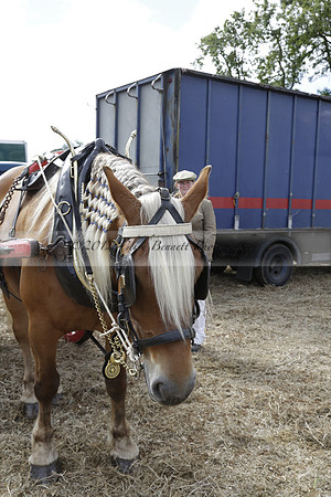 The Alresford Agricultural Show Tichbourne on Saturday 2013.09.07 www.polopictures.co.uk