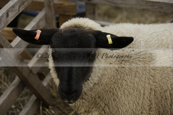 The Alresford Agricultural Show Tichbourne on Saturday 2013.09.07 www.polopictures.co.uk