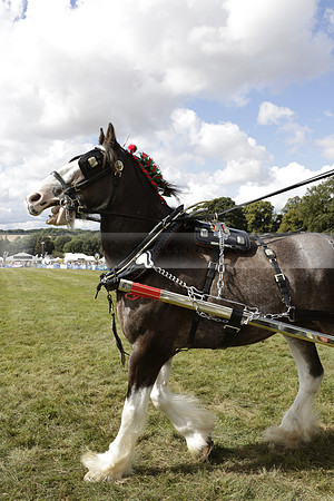 The Alresford Agricultural Show Tichbourne on Saturday 2013.09.07 www.polopictures.co.uk