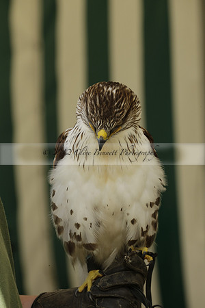 The Alresford Agricultural Show Tichbourne on Saturday 2013.09.07 www.polopictures.co.uk