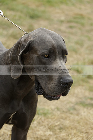 The Alresford Agricultural Show Tichbourne on Saturday 2013.09.07 www.polopictures.co.uk