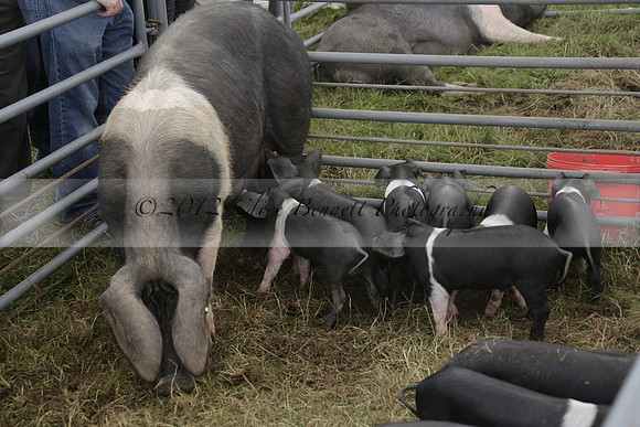 The Alresford Agricultural Show Tichbourne on Saturday 2013.09.07 www.polopictures.co.uk