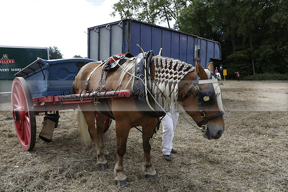 The Alresford Agricultural Show Tichbourne on Saturday 2013.09.07 www.polopictures.co.uk