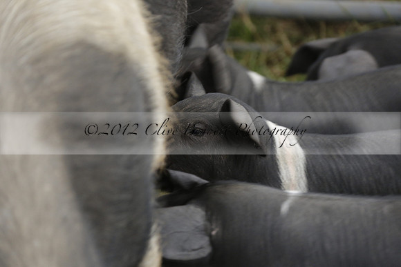 The Alresford Agricultural Show Tichbourne on Saturday 2013.09.07 www.polopictures.co.uk