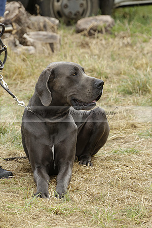 The Alresford Agricultural Show Tichbourne on Saturday 2013.09.07 www.polopictures.co.uk