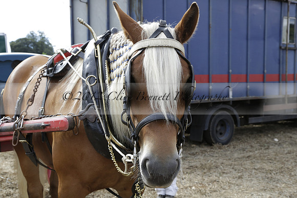 The Alresford Agricultural Show Tichbourne on Saturday 2013.09.07 www.polopictures.co.uk