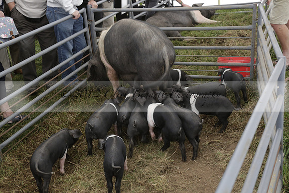 The Alresford Agricultural Show Tichbourne on Saturday 2013.09.07 www.polopictures.co.uk