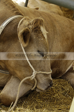 The Alresford Agricultural Show Tichbourne on Saturday 2013.09.07 www.polopictures.co.uk