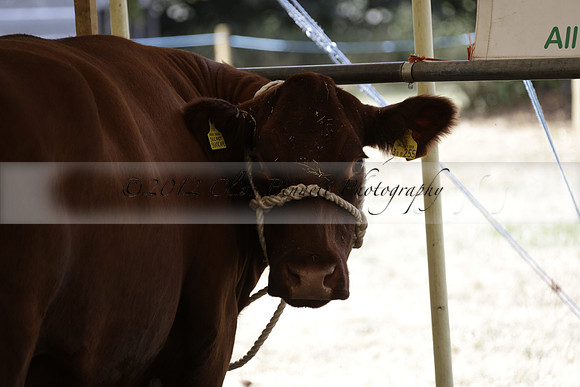 The Alresford Agricultural Show Tichbourne on Saturday 2013.09.07 www.polopictures.co.uk