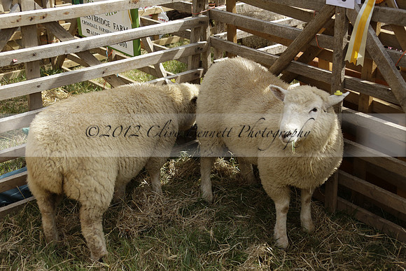The Alresford Agricultural Show Tichbourne on Saturday 2013.09.07 www.polopictures.co.uk