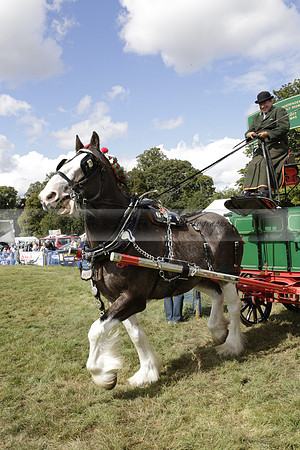 The Alresford Agricultural Show Tichbourne on Saturday 2013.09.07 www.polopictures.co.uk
