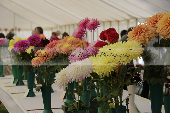 The Alresford Agricultural Show Tichbourne on Saturday 2013.09.07 www.polopictures.co.uk