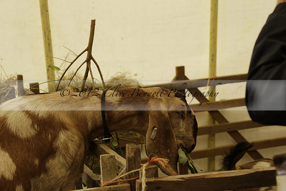 The Alresford Agricultural Show Tichbourne on Saturday 2013.09.07 www.polopictures.co.uk