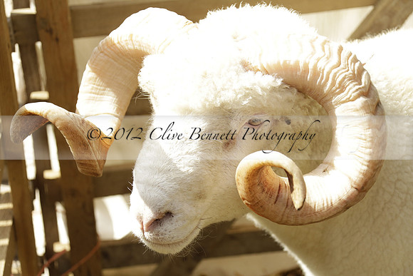 The Alresford Agricultural Show Tichbourne on Saturday 2013.09.07 www.polopictures.co.uk