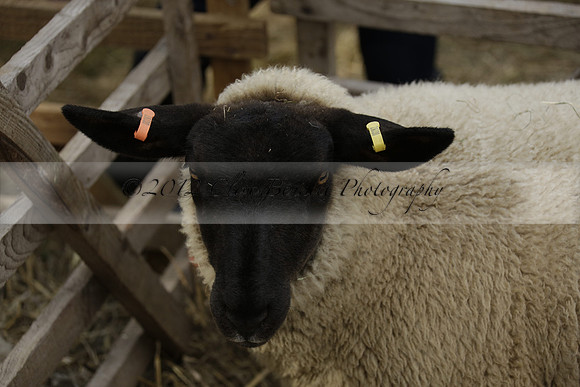 The Alresford Agricultural Show Tichbourne on Saturday 2013.09.07 www.polopictures.co.uk