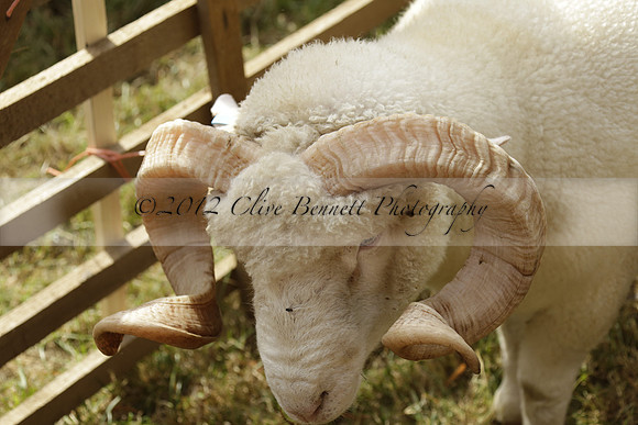 The Alresford Agricultural Show Tichbourne on Saturday 2013.09.07 www.polopictures.co.uk