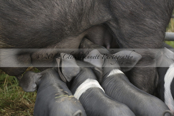 The Alresford Agricultural Show Tichbourne on Saturday 2013.09.07 www.polopictures.co.uk