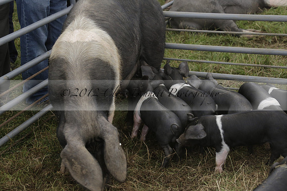 The Alresford Agricultural Show Tichbourne on Saturday 2013.09.07 www.polopictures.co.uk
