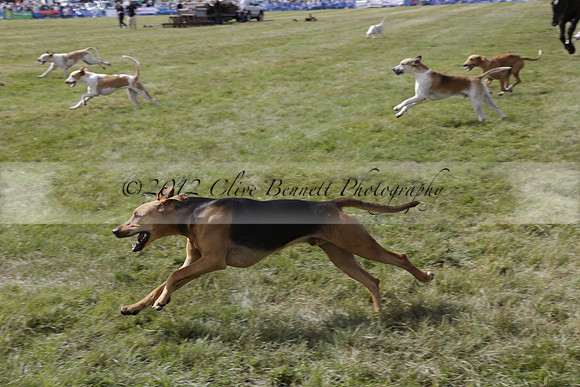 The Alresford Agricultural Show Tichbourne on Saturday 2013.09.07 www.polopictures.co.uk