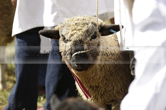 The Alresford Agricultural Show Tichbourne on Saturday 2013.09.07 www.polopictures.co.uk