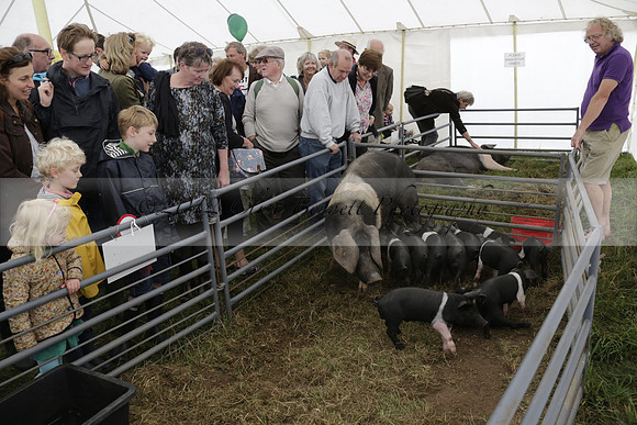 The Alresford Agricultural Show Tichbourne on Saturday 2013.09.07 www.polopictures.co.uk