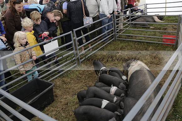 The Alresford Agricultural Show Tichbourne on Saturday 2013.09.07 www.polopictures.co.uk