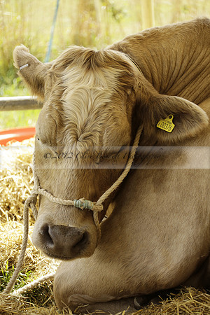 The Alresford Agricultural Show Tichbourne on Saturday 2013.09.07 www.polopictures.co.uk