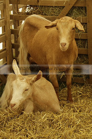 The Alresford Agricultural Show Tichbourne on Saturday 2013.09.07 www.polopictures.co.uk
