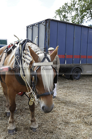 The Alresford Agricultural Show Tichbourne on Saturday 2013.09.07 www.polopictures.co.uk