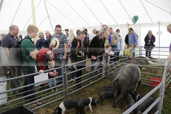The Alresford Agricultural Show Tichbourne on Saturday 2013.09.07 www.polopictures.co.uk