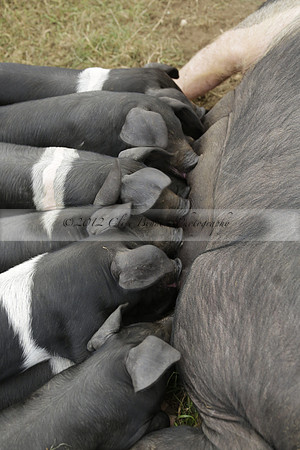 The Alresford Agricultural Show Tichbourne on Saturday 2013.09.07 www.polopictures.co.uk