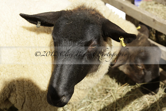 The Alresford Agricultural Show Tichbourne on Saturday 2013.09.07 www.polopictures.co.uk