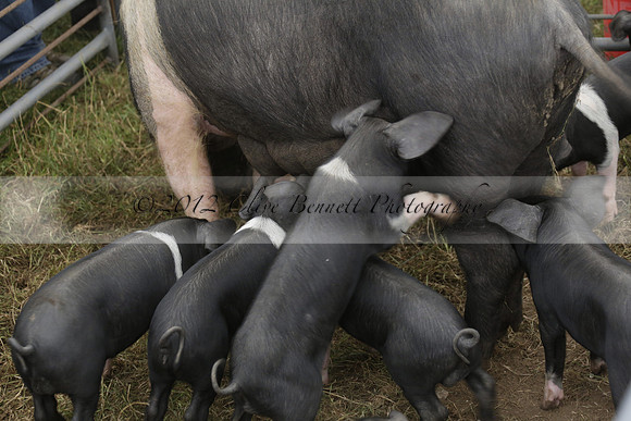 The Alresford Agricultural Show Tichbourne on Saturday 2013.09.07 www.polopictures.co.uk