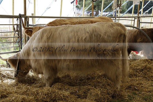 The Alresford Agricultural Show Tichbourne on Saturday 2013.09.07 www.polopictures.co.uk