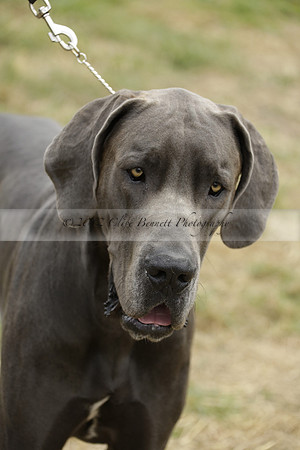 The Alresford Agricultural Show Tichbourne on Saturday 2013.09.07 www.polopictures.co.uk