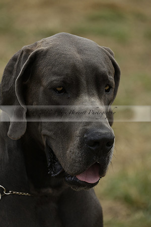 The Alresford Agricultural Show Tichbourne on Saturday 2013.09.07 www.polopictures.co.uk