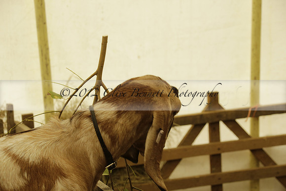 The Alresford Agricultural Show Tichbourne on Saturday 2013.09.07 www.polopictures.co.uk