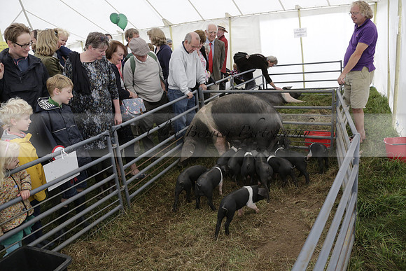 The Alresford Agricultural Show Tichbourne on Saturday 2013.09.07 www.polopictures.co.uk