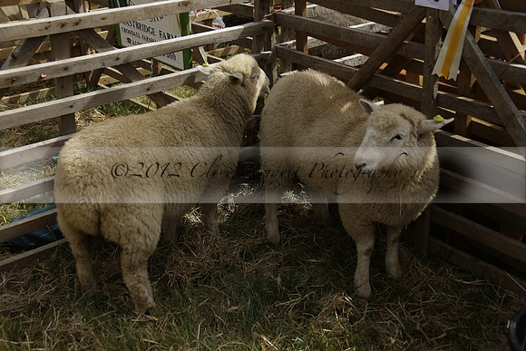 The Alresford Agricultural Show Tichbourne on Saturday 2013.09.07 www.polopictures.co.uk