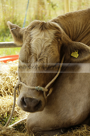 The Alresford Agricultural Show Tichbourne on Saturday 2013.09.07 www.polopictures.co.uk
