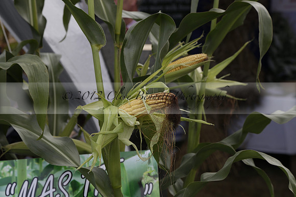 The Alresford Agricultural Show Tichbourne on Saturday 2013.09.07 www.polopictures.co.uk